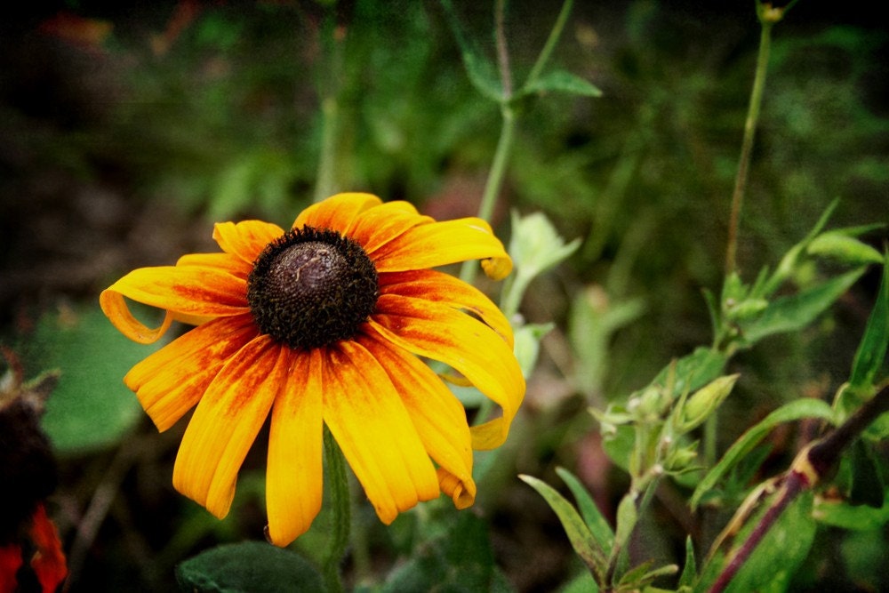Under the Sun 4x6 art print-SIGNED- art, photography, color, nature, flower, coneflower, yellow, outdoors, plant, rural