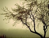 Etsy Sale - Tree No. 2 - 8x10 Original Signed Fine Art Photograph - Ready to Ship - Fog photo - Tree fog photo