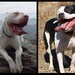 Pit Bulls in NOLA - 5 dollars from Every necklace sold will go to Villalobos Rescue Center