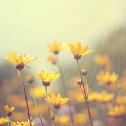 yellow flower photograph / summer, floral, flower, nature, sunny / yellow, gold, golden, sunny, sunlight, sun / one of us / 8x8