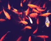 goldfish photograph / fish, goldfish, koi, black, orange, swim, water, pond / feed me / 8x8 fine art photo