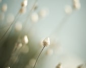 blue green summer nature photograph / cool tones, pale blue, deep green, winter white / air / 8x10 original fine art photo