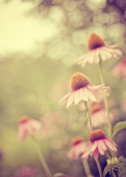 coneflower nature photograph / summer, bloom, green, pink, purple, bokeh, light / coneflowers / 5x7 fine art photograph