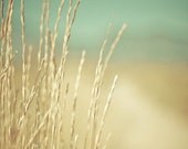 minimalist fine art photograph / summer wheat, golden, gold, aquamarine / golden no. 2 / 8x10