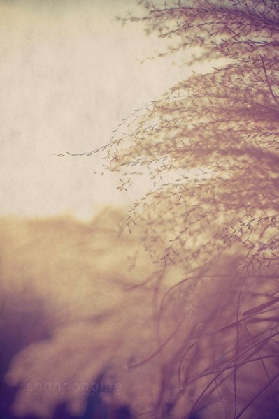 abstract fall textures photograph / beige, gold, golden, soft pink earth tones, beige, neutral / textures / 8x12