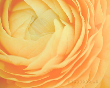 yellow ranunculus botanical photograph / soft, butter, flower, petals, summer, nature / buttery no. 4 / 8x10 fine art photo