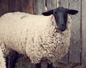 sheep farm rustic photograph / have you any wool / 8x10 fine art photo
