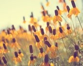 summer flower nature photograph / black-eyed susan, mustard yellow, prairie coneflower / summer gold / 8x10 fine art photo