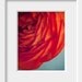 orange red flower botanical photograph / layers, close-up, ranunculus, turquoise, robins egg blue, aquamarine / orangey - 8x10