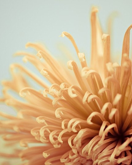 minimalist flower botanical photograph / peach, apricot, robins egg blue, mum / peachy too / 8x10 fine art photo