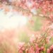 spring nature photograph / flower, bloom, blossom, feminine, pastel / pink, green, blue / spring scene / 8x12