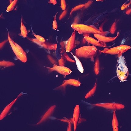 goldfish photograph / fish, goldfish, koi, black, orange, swim, water, pond / feed me / 8x8 fine art photo