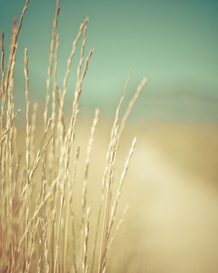 minimalist fine art photograph / summer wheat, golden, gold, aquamarine / golden no. 2 / 8x10