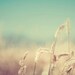 summer nature photograph / field, sun, aquamarine, gold, golden, yellow, straw, robins egg blue / golden no. 3 / 8x10