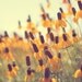 summer flower nature photograph / black-eyed susan, mustard yellow, prairie coneflower / summer gold / 8x10 fine art photo