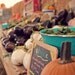 organic food photograph / thanksgiving dinner, farm stand, pumpkin, vegetables, harvest / kitchen decor / farm fresh / 8x10