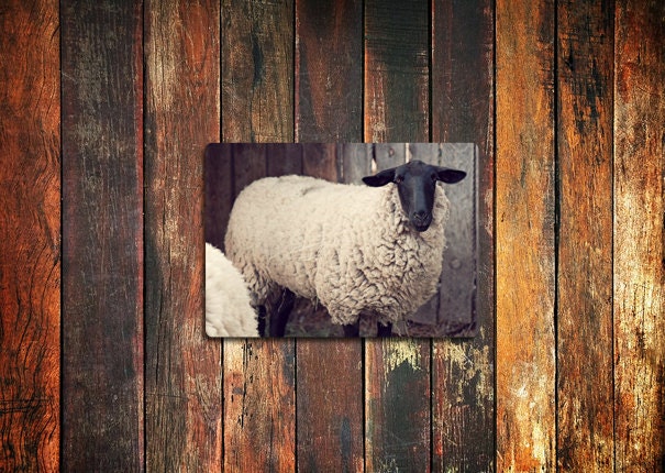 sheep farm animal photo magnet / kitchen decor, fine art photograph, rustic, farm, sheep, lamb, woolly