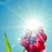 sunflare tulip botanical photograph / vibrant, spring, aquamarine, fuchsia, red, sunflare / explode / 8x10 fine art photo