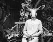5x7 Adelaide Gazelling - Gazelle Photographic Art Print