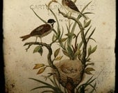 Letters from birds, Collage print