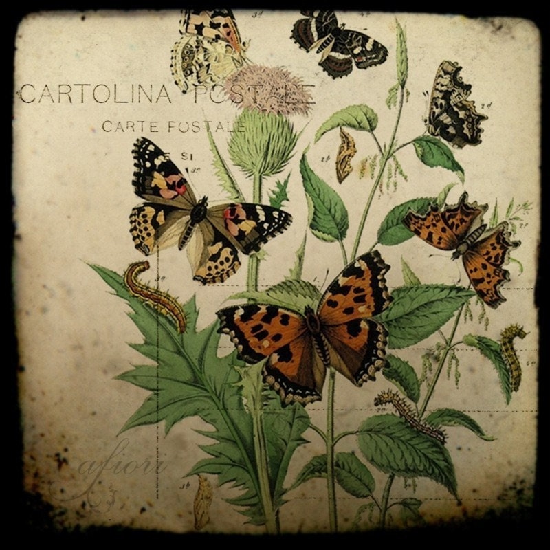 Letters from butterflies, Collage print