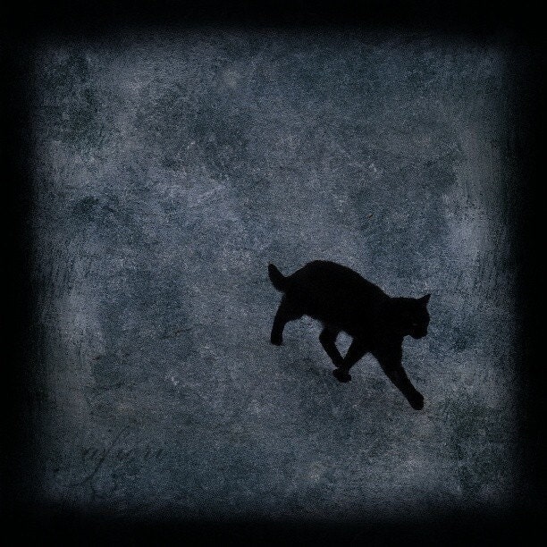 Black cat photograph, cat print, Walking Away, Fine art photography, cat photo, photo painting