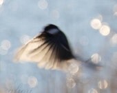 Bird photo, Little flying bird photograph, sparkly pale blue sky, bokeh, nature photography, winter, fine art photography, 8x8 print