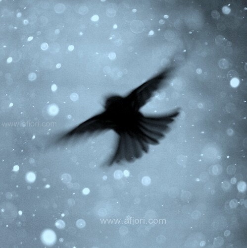 Snowflake Flight, little flying bird on cold, blue, sparkly winter sky, snow bokeh, fine art nature photography