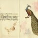 To be human, Peacock and music collage, 8x10 print