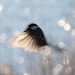 Bird photo, Little flying bird photograph, sparkly pale blue sky, bokeh, nature photography, winter, fine art photography, 8x8 print