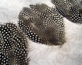 1 Dozen Natural Guinea Pads - Lowest Price