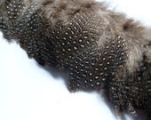 12 inches 1 foot Length Natural Polkadot Strung Guinea Feathers Guinea Fringe