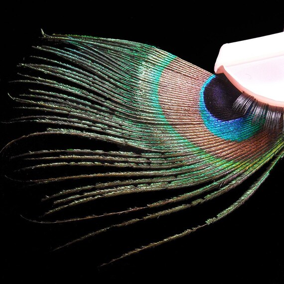 All Eyes on You - Peacock Feather Eyelashes