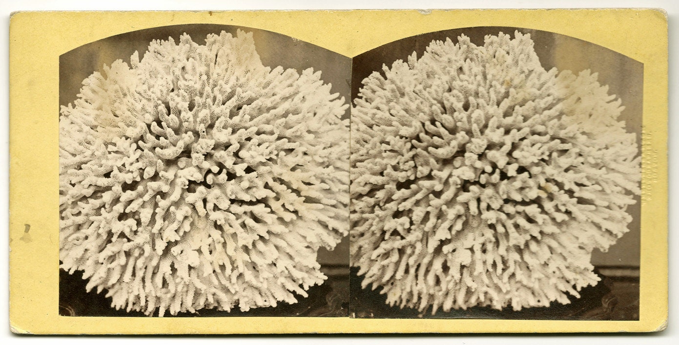 White Coral Stereoview Real Photo