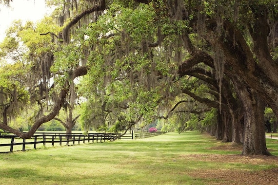 Charleston, South Carolina Photo - Large Oak Trees with Spanish Moss - 8x10 Color (or Black and White) Photo Print - Green Brown Earth