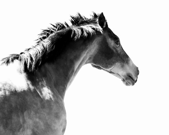 Horse Photo - 8x10 Black and White Photography Print - Minimal Fine Art Horse Running Mane Head Equine Gray Grey Monotone