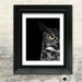 Great Horned Owl Photo - "Ladybird" - 5x7 Black and White Bird Photography Print - Minimal Animal Art - Black Background - Gift under 10