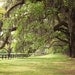 Charleston, South Carolina Photo - Large Oak Trees with Spanish Moss - 8x10 Color (or Black and White) Photo Print - Green Brown Earth