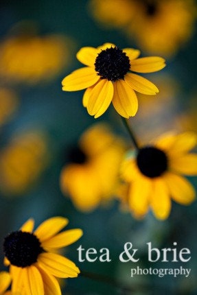 Black Eyed Susans (2010) - 8 x 12 Digital Print