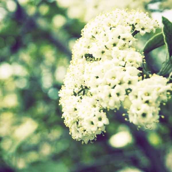 Spring Lace 8x8 Digital Print
