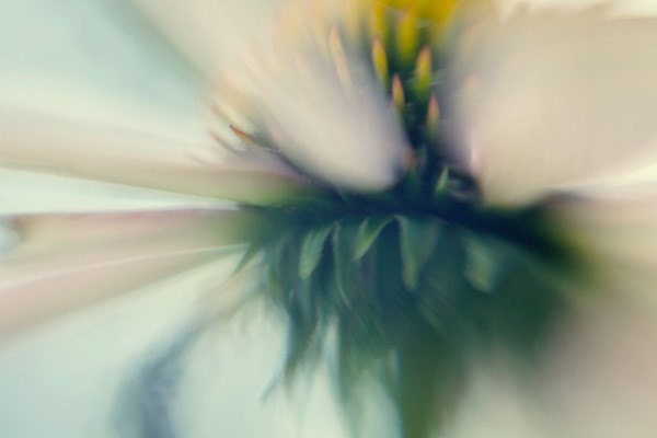 Echinacea White 8x12 digital print