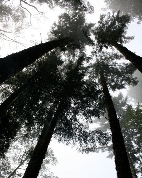 8x10 Metallic High Mystery Ancient Redwood Trees