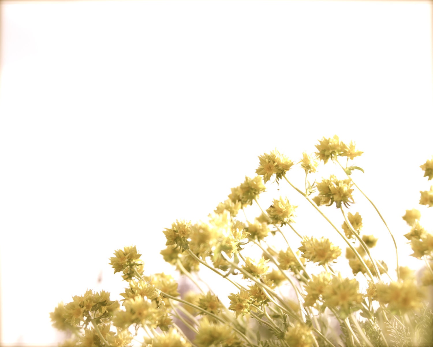 Deep Yellow Sun drenched Photography Picture 8x10 matte Sun Drenched print Yellow Sunlight Flowers Botanical Whimsy Cottage chic