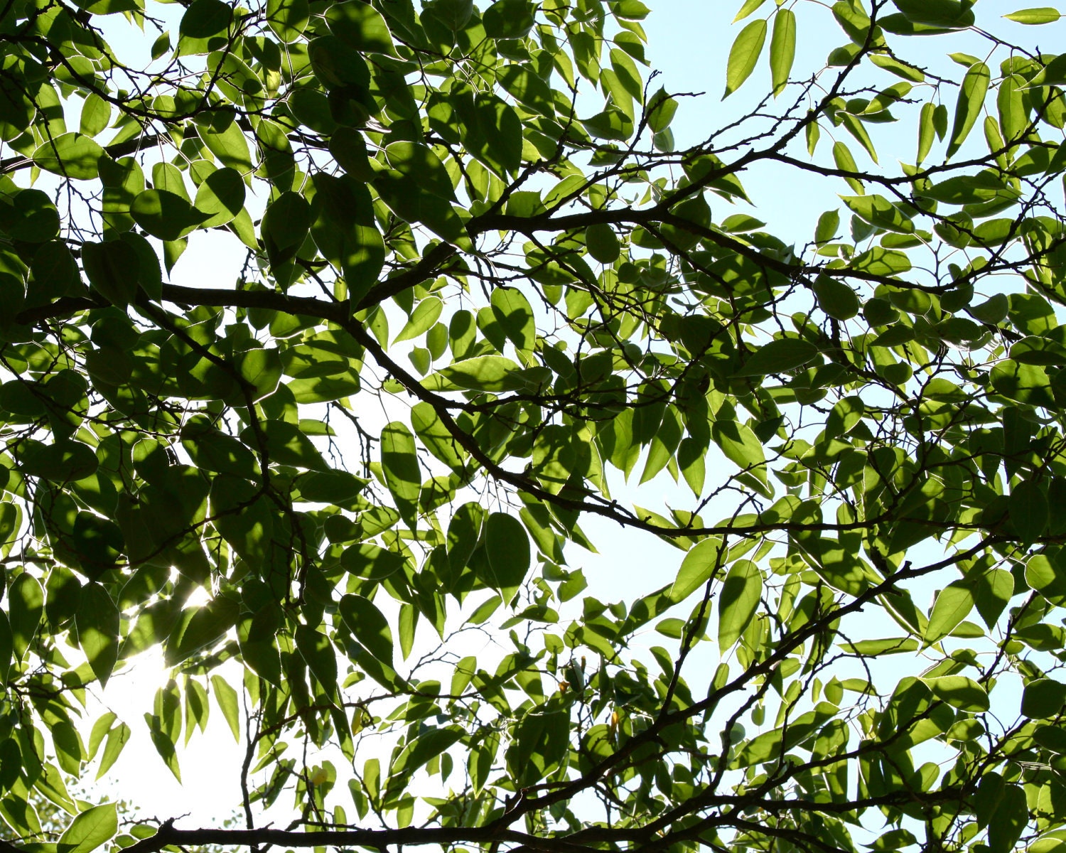 Through Italy Leaves and Blue Sky European picture signed print 8x10