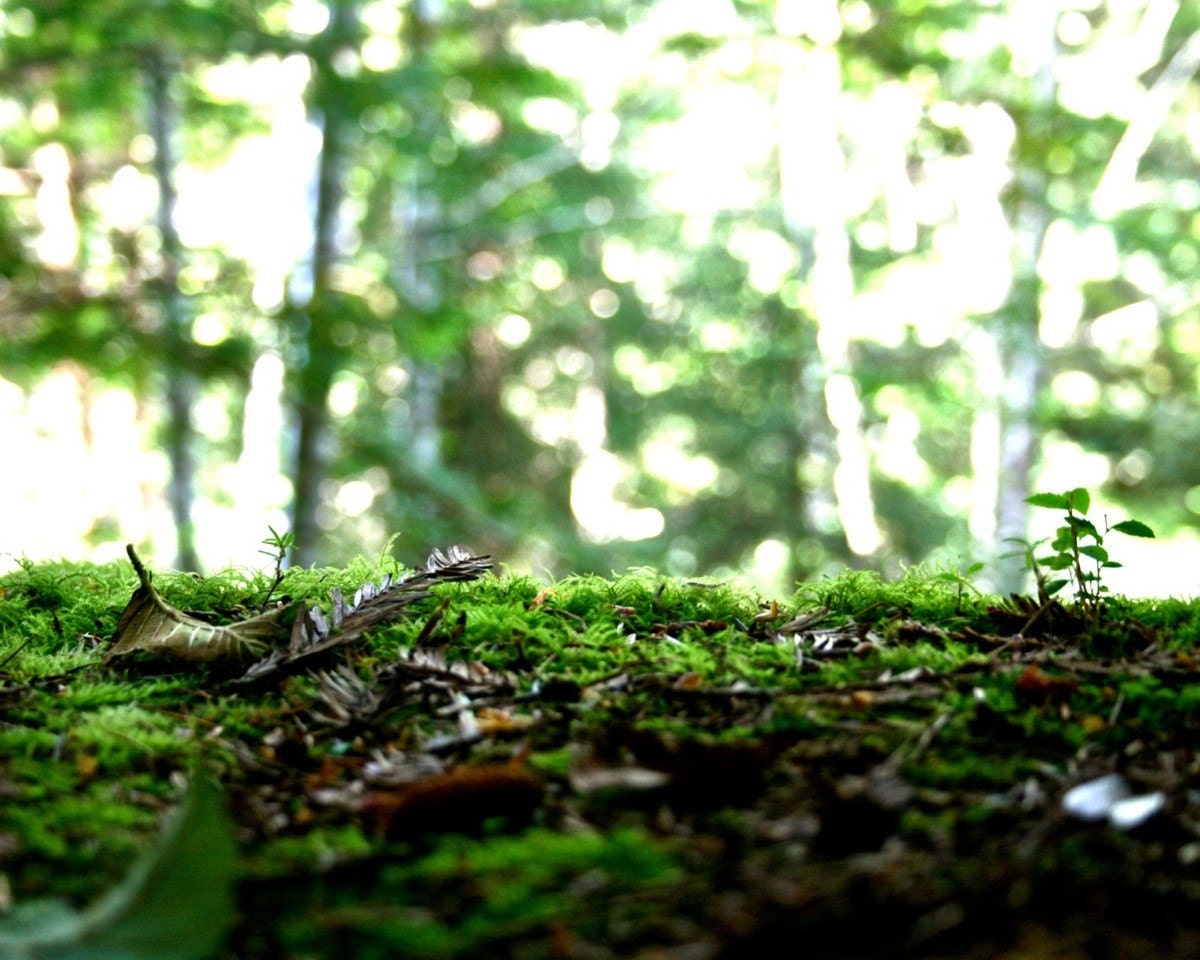 Woodland Redwoods Ecosystem Picture 8x10 Matte Another World Eco System print