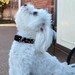Dog Collar Tutorial, PLUS Video and BONUS--Make it Yourself, Instructional EBook