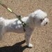 Step-In Dog Harness Tutorial Instructional EBook, How to with BONUS