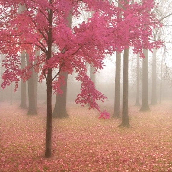 Misty Morning in Pink - 8x8 Art Print.  Landscape photography. Fog and trees, misty autumn morning, pink and honeysuckle leaves.