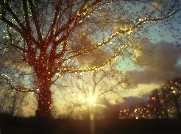 Tree Photography, winter photography, christmas lights, sparkling sunset print.  Holiday gift. Landscape photography.