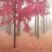 Misty Morning in Pink - 8x8 Art Print.  Landscape photography. Fog and trees, misty autumn morning, pink and honeysuckle leaves.